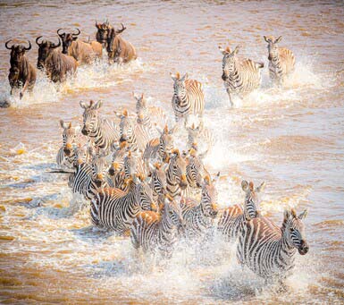 Luxury Tanzania Safari in the Serengeti National Park